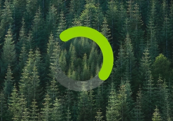 Vista aérea de un bosque de pinos denso, con un arco verde brillante e incompleto sobre las copas de los árboles